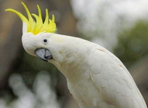 cockatoos.jpg