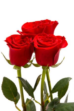 red-roses1.jpg