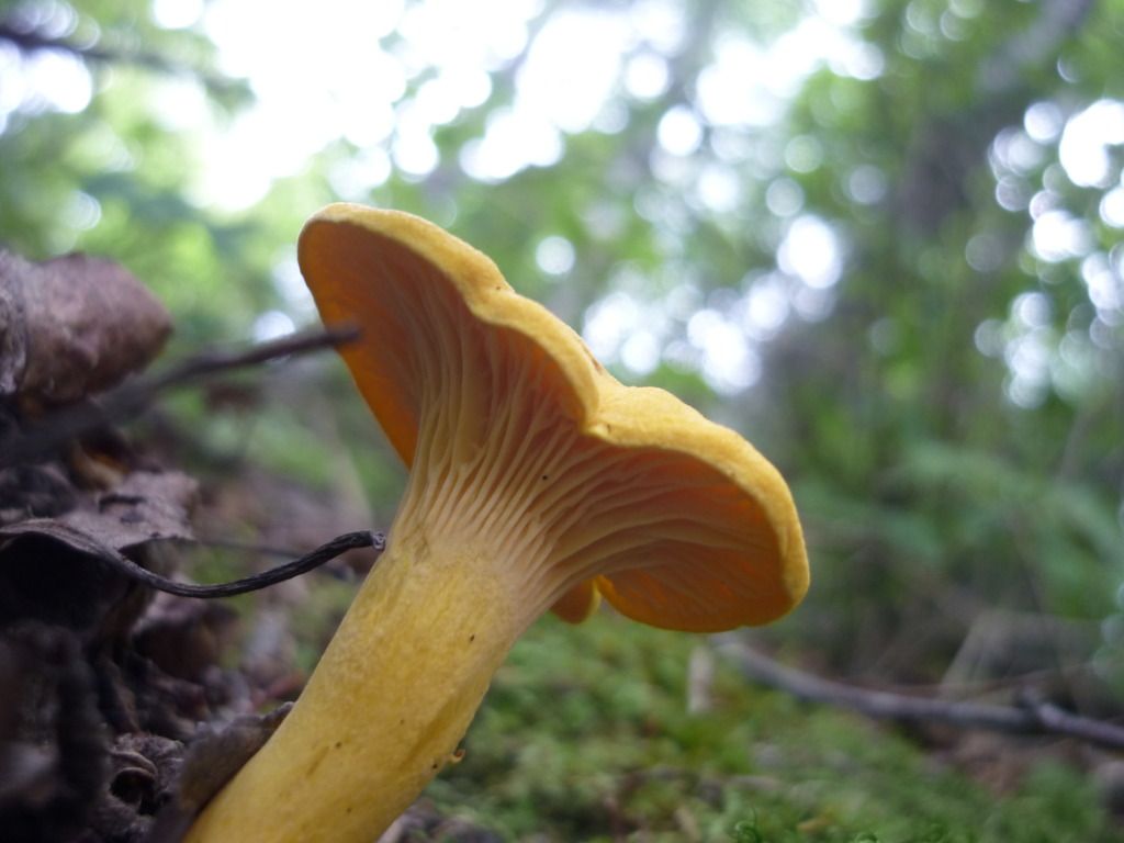 Conserver Vos Chanterelle En Surplus Recettes QuébecPêche