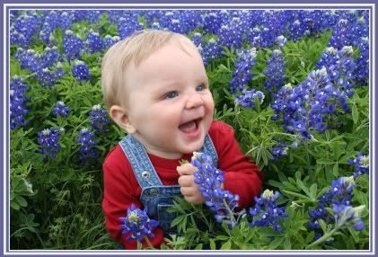 bluebonnets