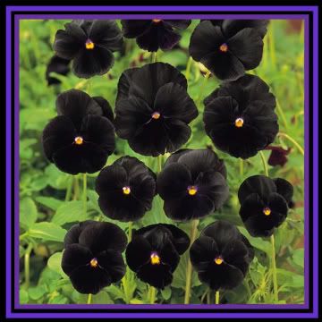 black pansies