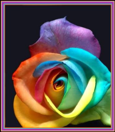 rainbow rose
