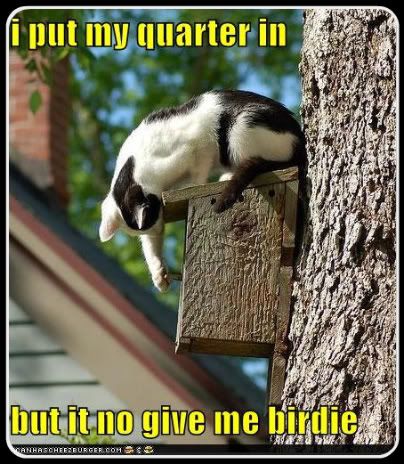 kitty quarter