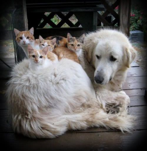 cats_sitting_on_a_dog