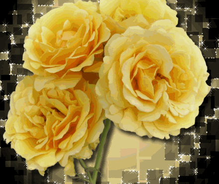 yellow rose cluster