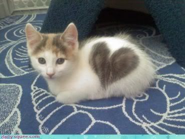 heart kitten