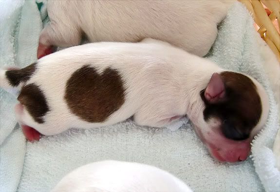 heart pup