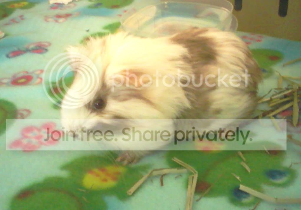 silkie guinea pig baby